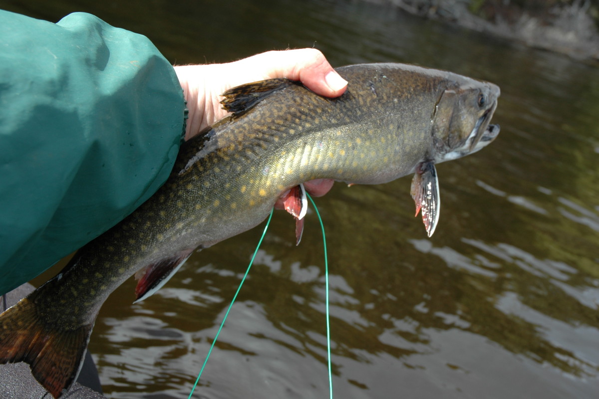 Algonquin Brook Trout On The Fly
